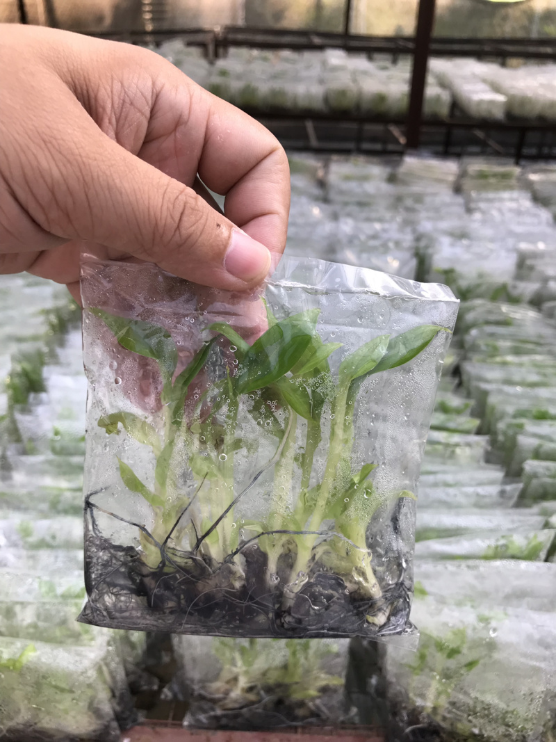 苹果粉蕉苗粉蕉苗巴西香蕉苗