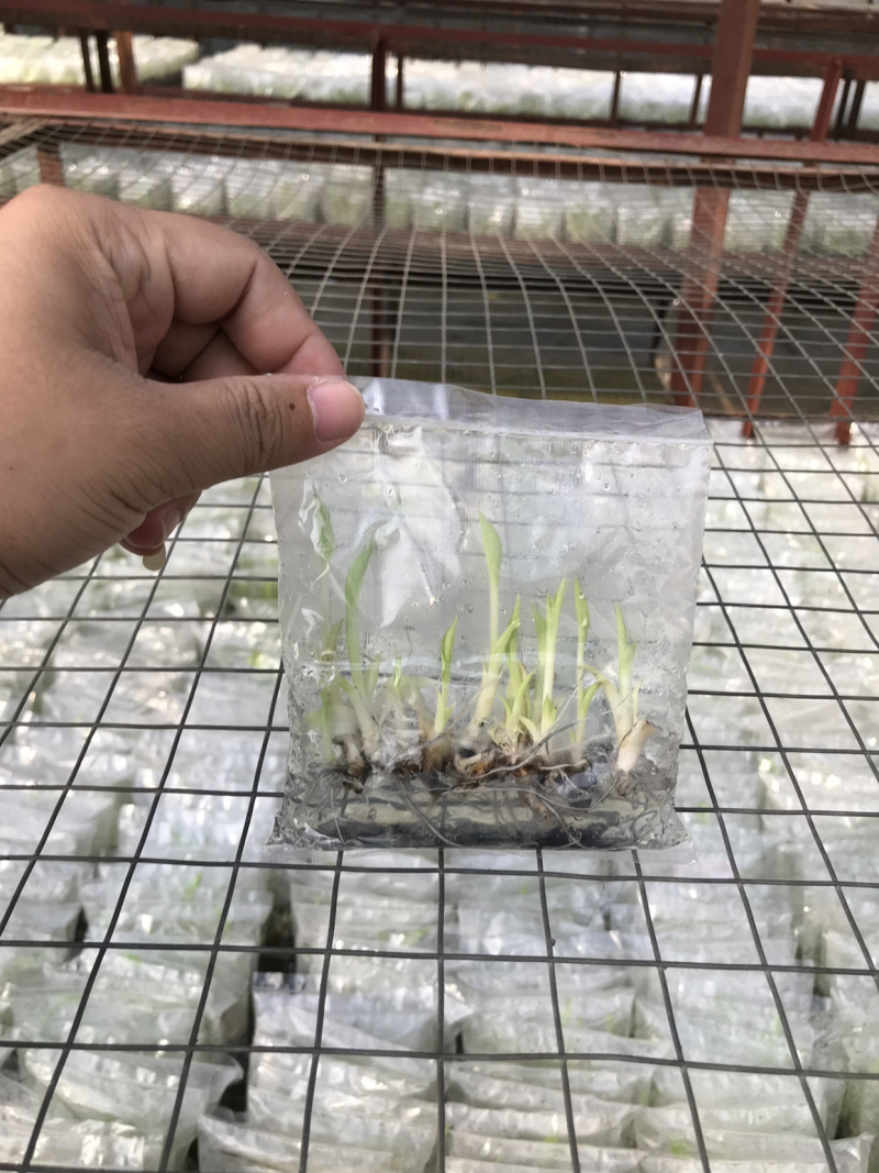 苹果粉蕉苗粉蕉苗巴西香蕉苗