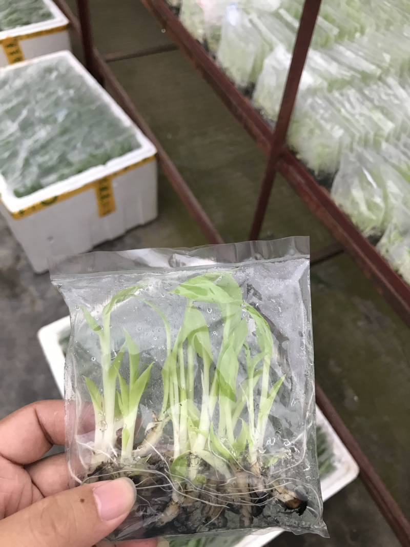 苹果粉蕉苗粉蕉苗巴西香蕉苗