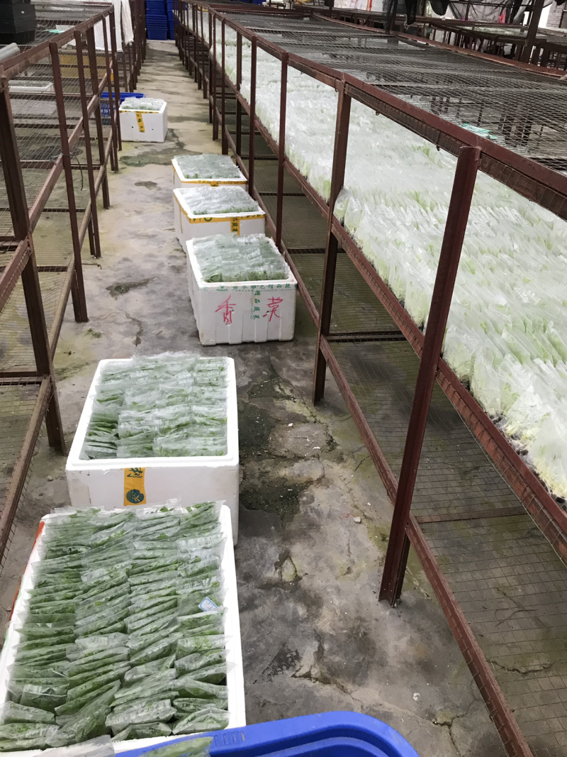 苹果粉蕉苗粉蕉苗巴西香蕉苗