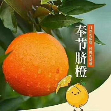 正宗奉节脐橙草堂广柑橘子新鲜果品