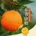 正宗奉节脐橙草堂广柑橘子新鲜果品