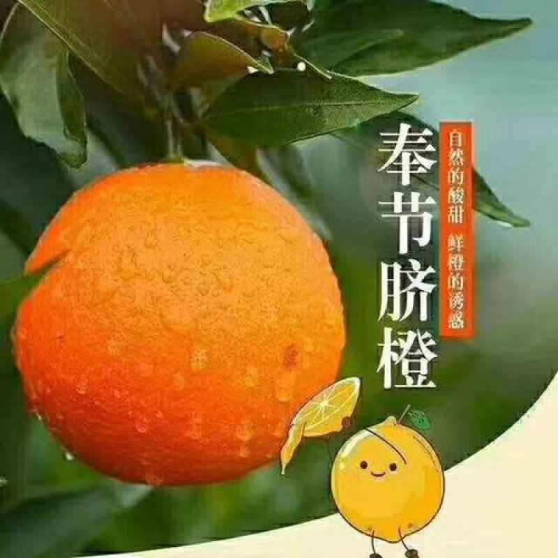 正宗奉节脐橙草堂广柑橘子新鲜果品