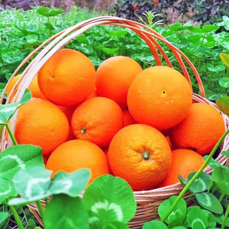正宗奉节脐橙草堂广柑橘子新鲜果品