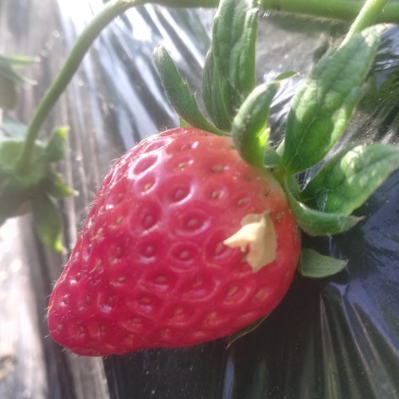 大量优质甜查理上市