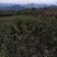 枫香树，九江诚信苗木欢迎全国各地老板来电咨询。