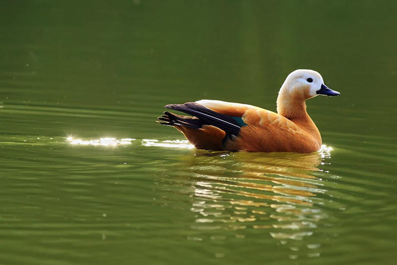 观赏鸭各种观赏水禽全国发货