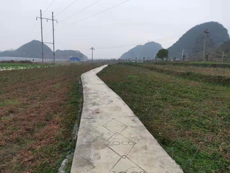 蒲公英，量大从优，欢迎实地考察