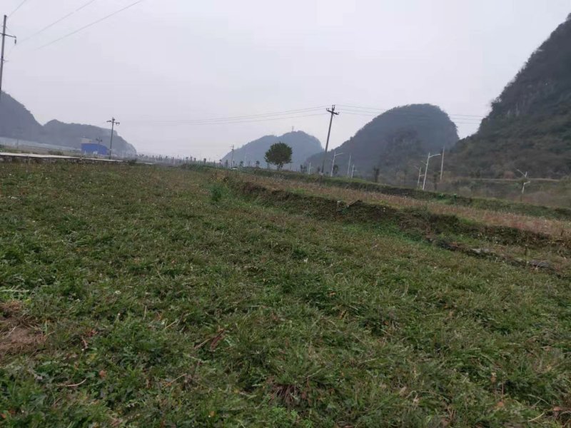 蒲公英，量大从优，欢迎实地考察
