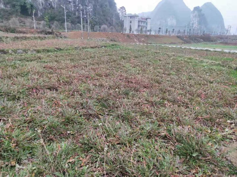 蒲公英，量大从优，欢迎实地考察