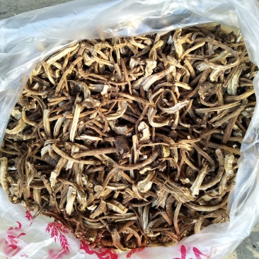 蒲公英，量大从优，欢迎实地考察