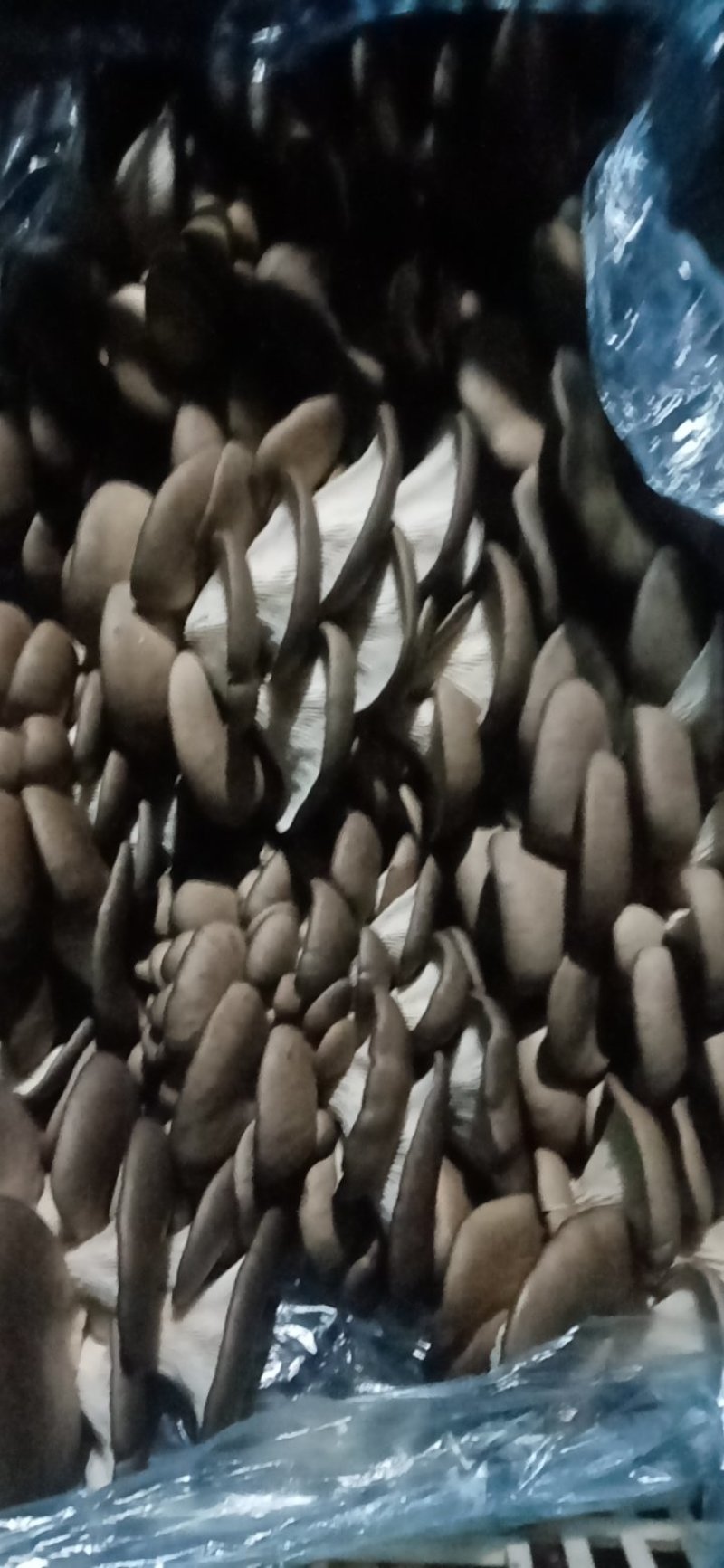 精品平菇