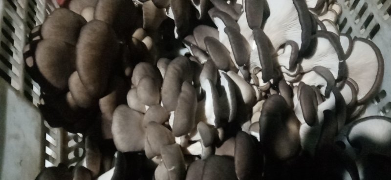 精品平菇