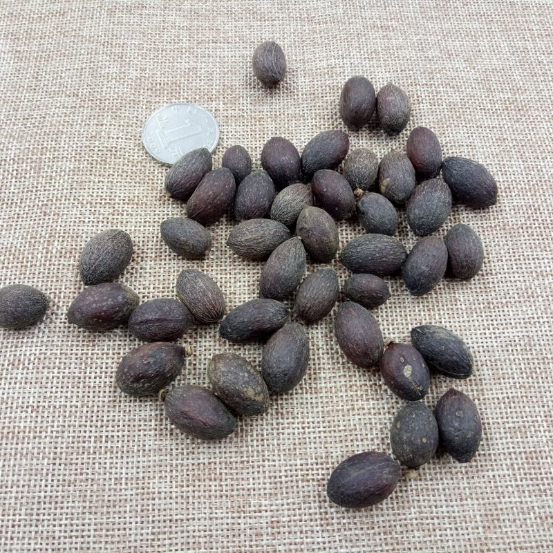 葵树子蒲葵子头风子专营中药批发品质保证