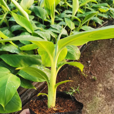 苹果粉蕉苗高州育苗基地