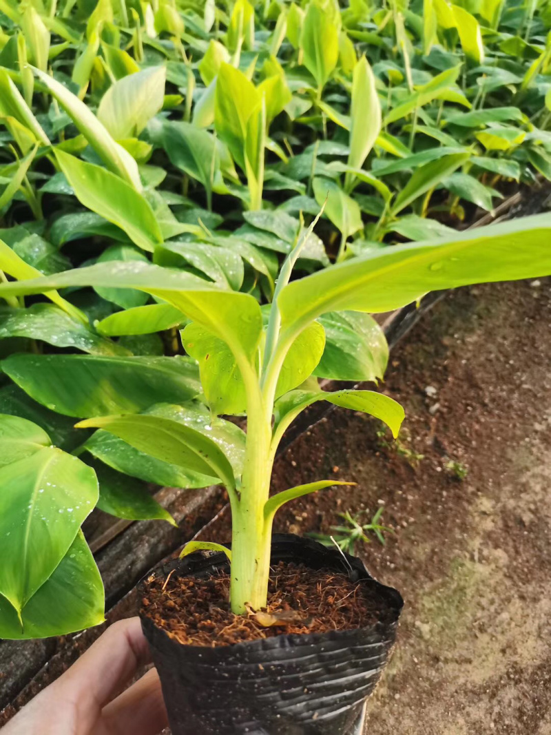 苹果粉蕉苗高州育苗基地