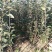 维纳斯黄金苹果苗，苹果苗，苹果苗新品种，包成活率和品种