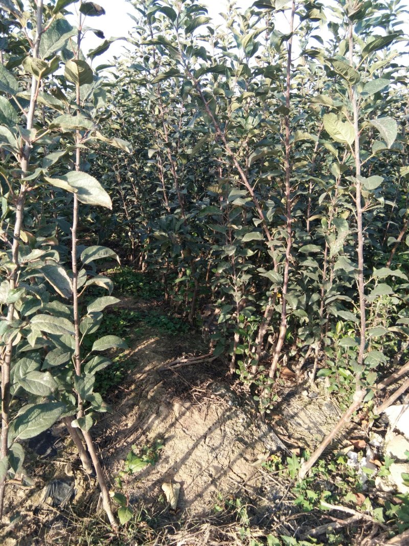 维纳斯黄金苹果苗，苹果苗，苹果苗新品种，包成活率和品种