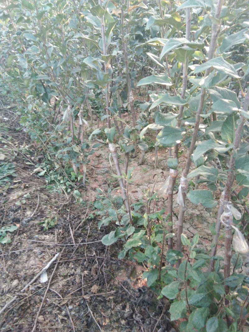 维纳斯黄金苹果苗，苹果苗，苹果苗新品种，包成活率和品种