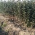 维纳斯黄金苹果苗，苹果苗，苹果苗新品种，包成活率和品种