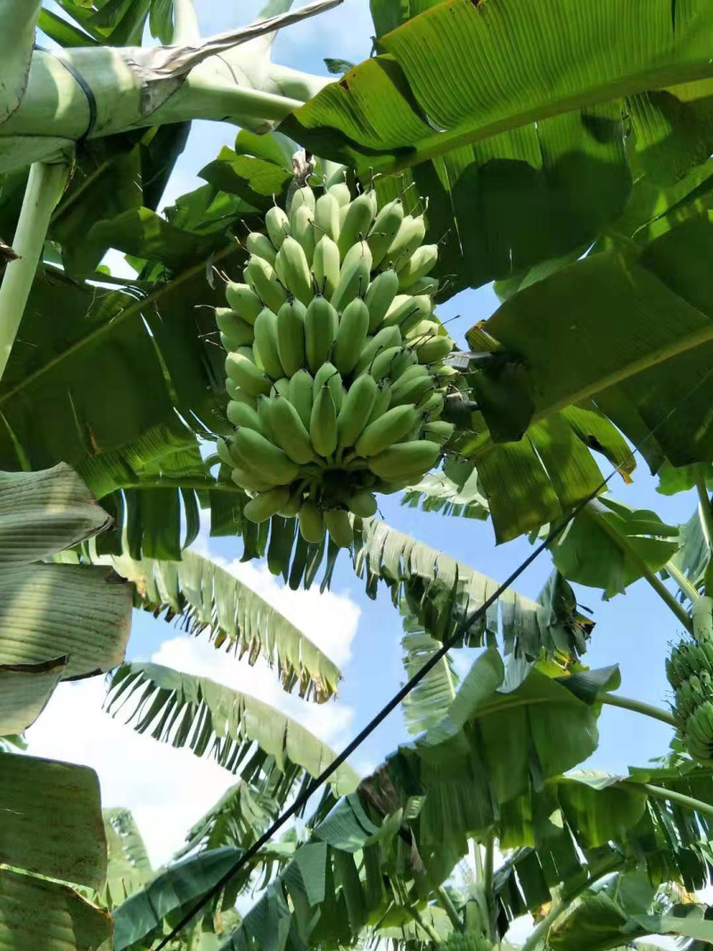 苹果粉蕉苗高州育苗基地