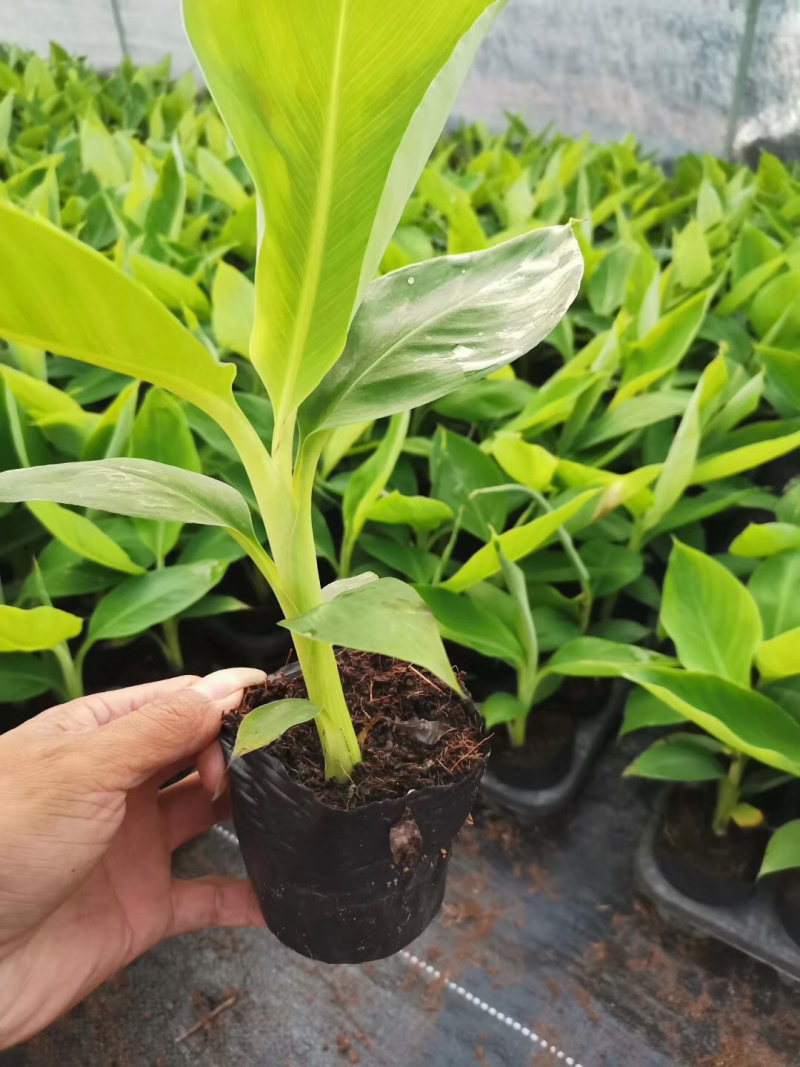 苹果粉蕉苗高州育苗基地