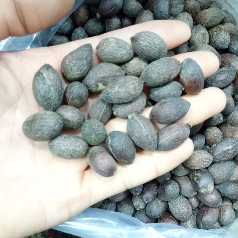 蒲葵子葵树子头风子批发零售中药材品质保证