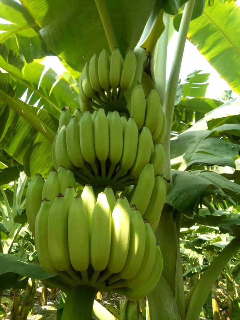 苹果粉蕉苗高州育苗基地