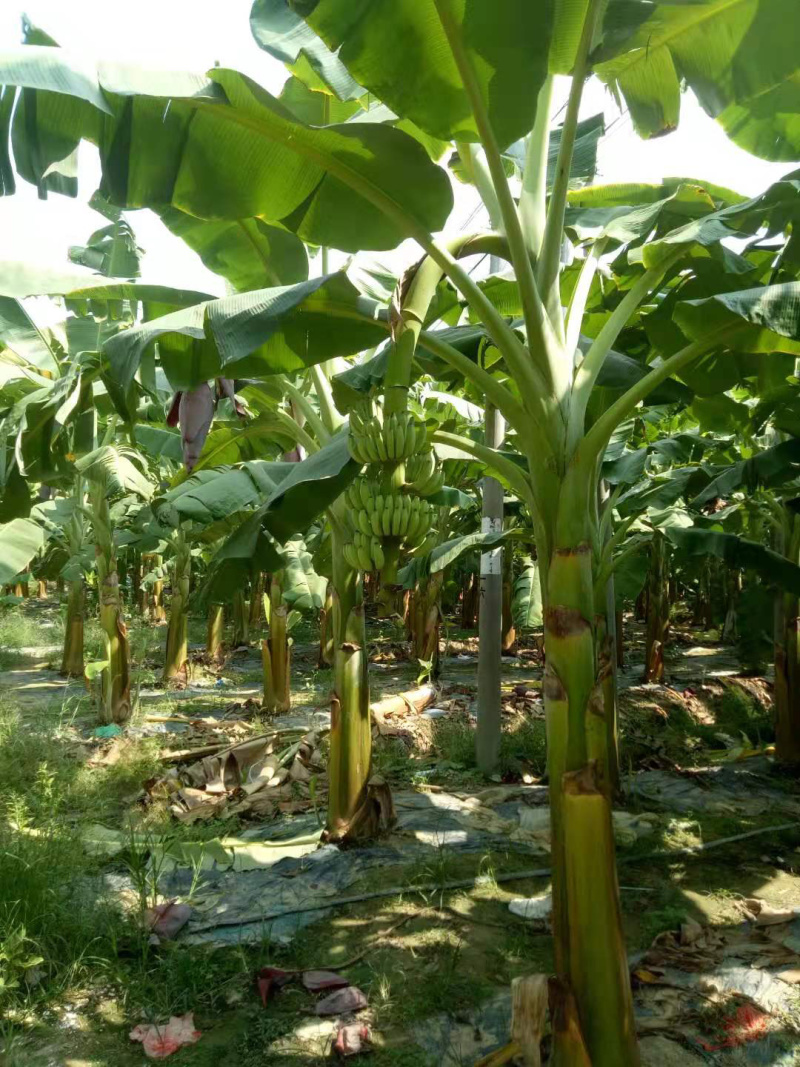 苹果粉蕉苗高州育苗基地