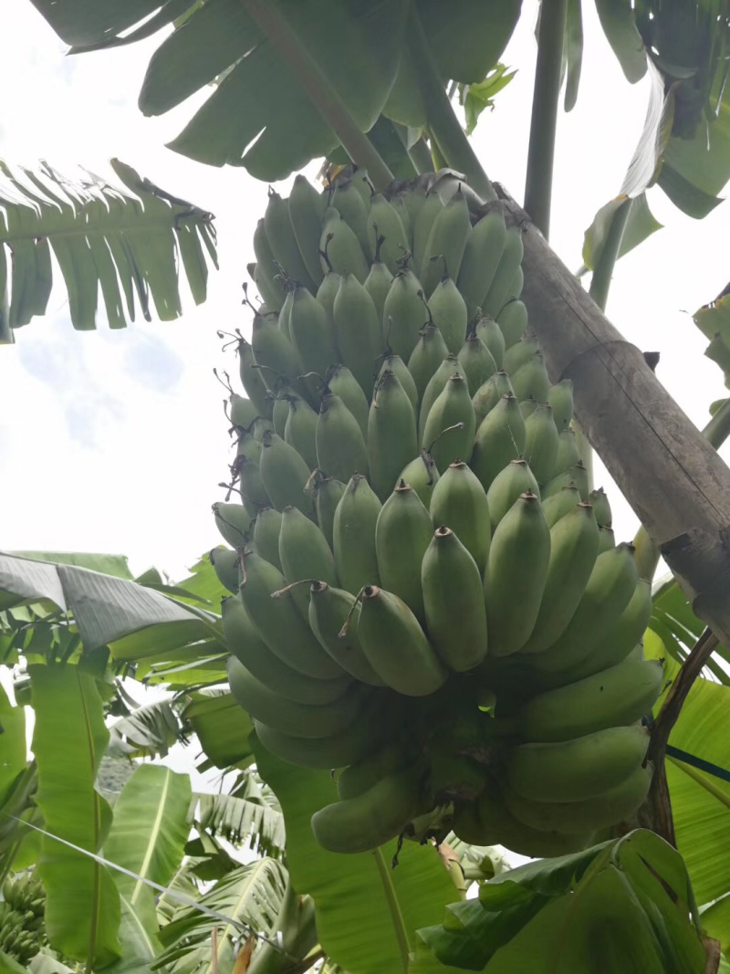 苹果粉蕉苗高州育苗基地