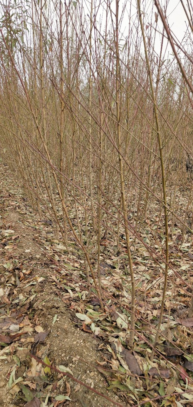 桃树苗，毛挑实生苗自家苗圃种植，现挖现发货