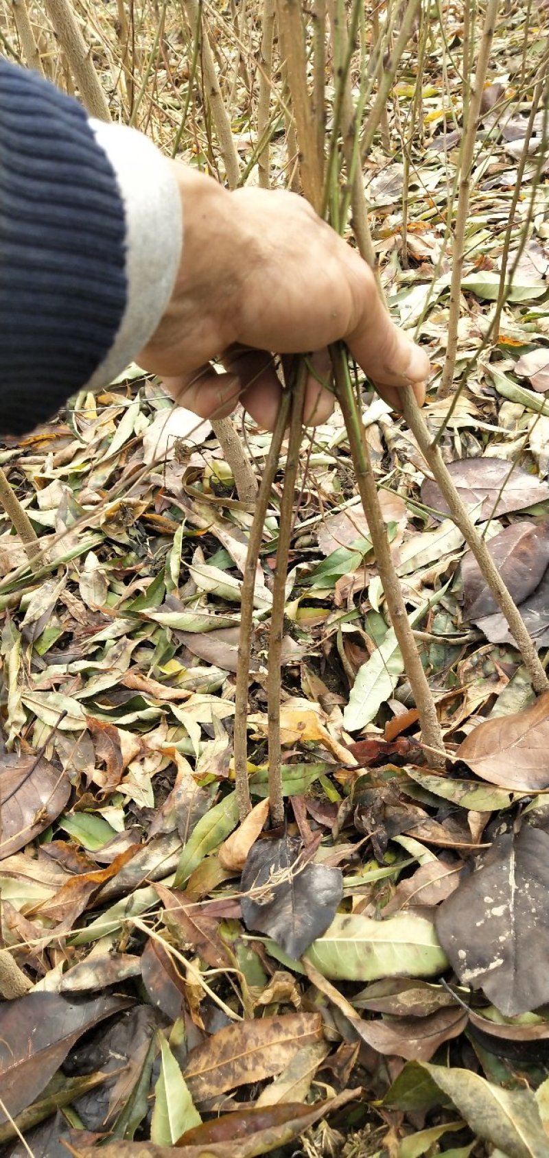 桃树苗，毛挑实生苗自家苗圃种植，现挖现发货