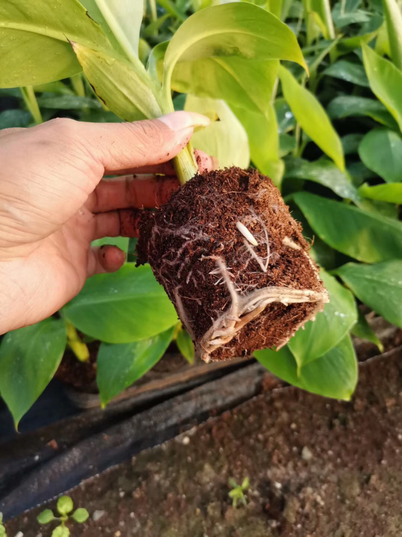 桂蕉一号香蕉苗广西南宁崇左大量供应