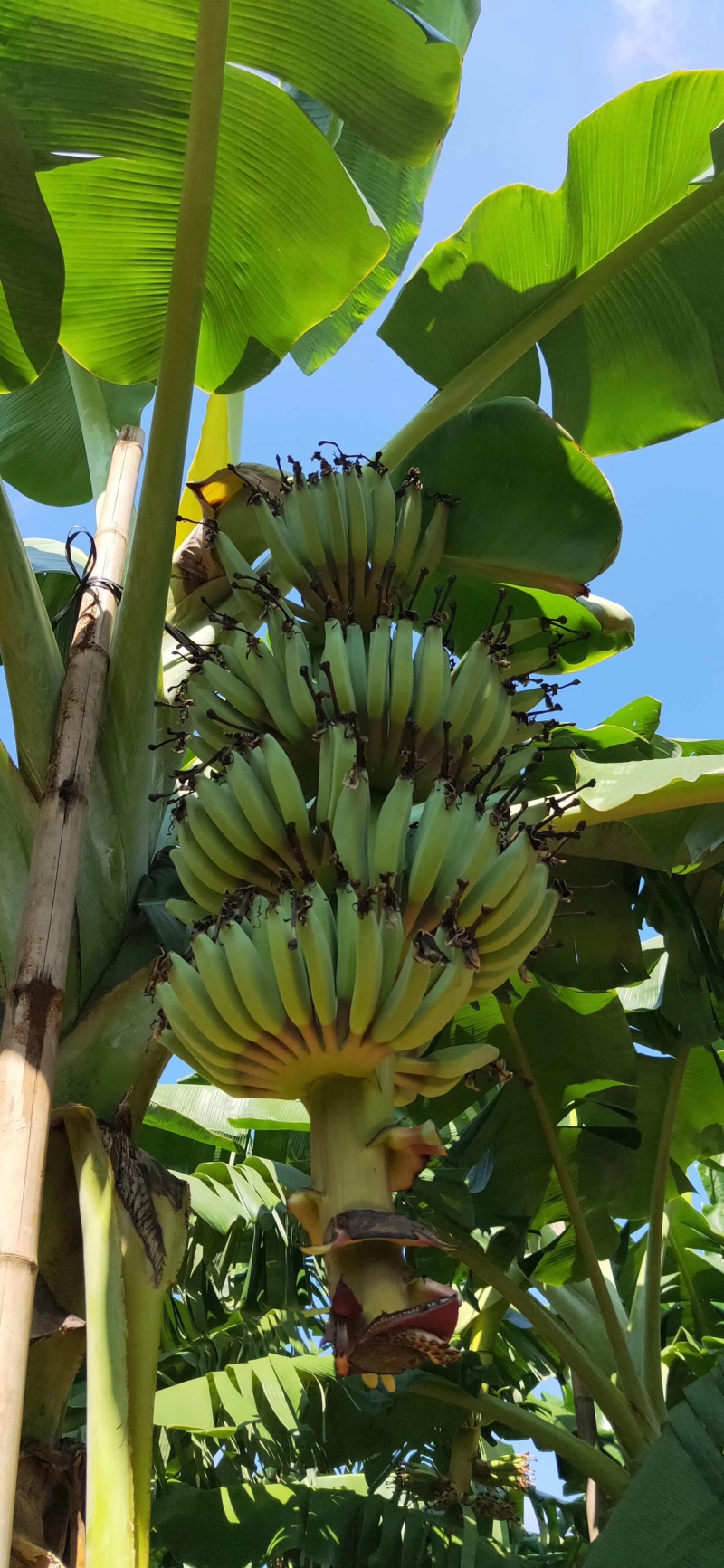 桂蕉一号香蕉苗广西南宁崇左大量供应