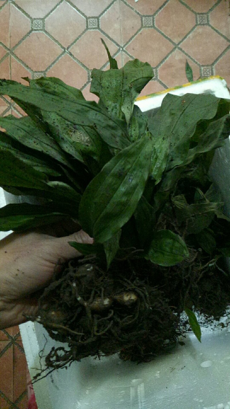 毛慈菇苗，大量现货供应，需种植的朋友联系