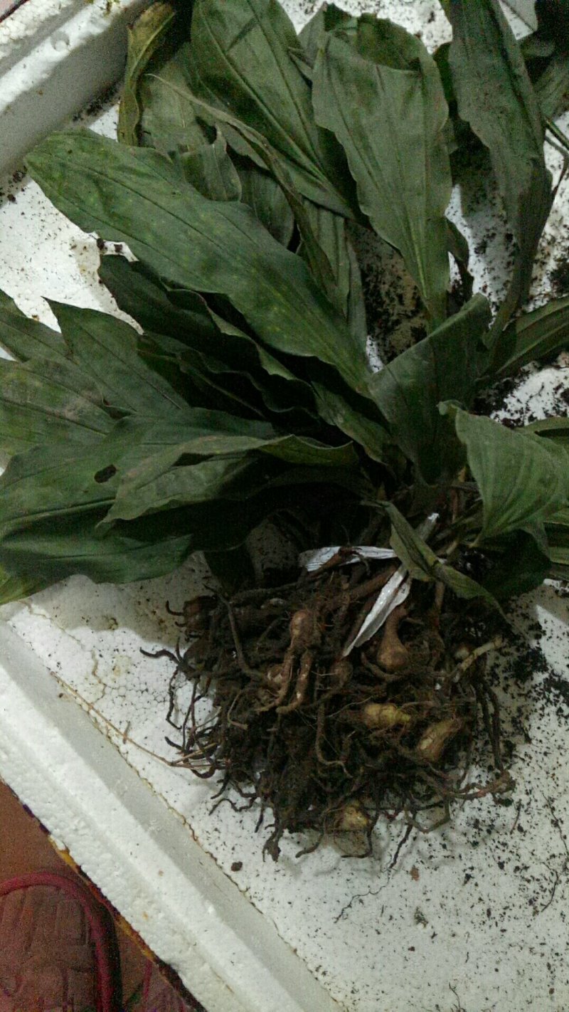 毛慈菇苗，大量现货供应，需种植的朋友联系
