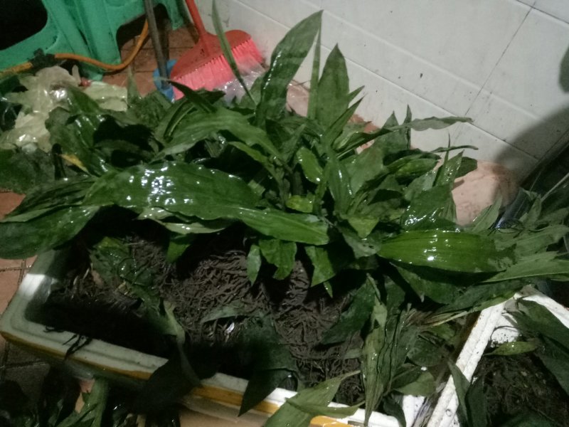 毛慈菇苗，大量现货供应，需种植的朋友联系