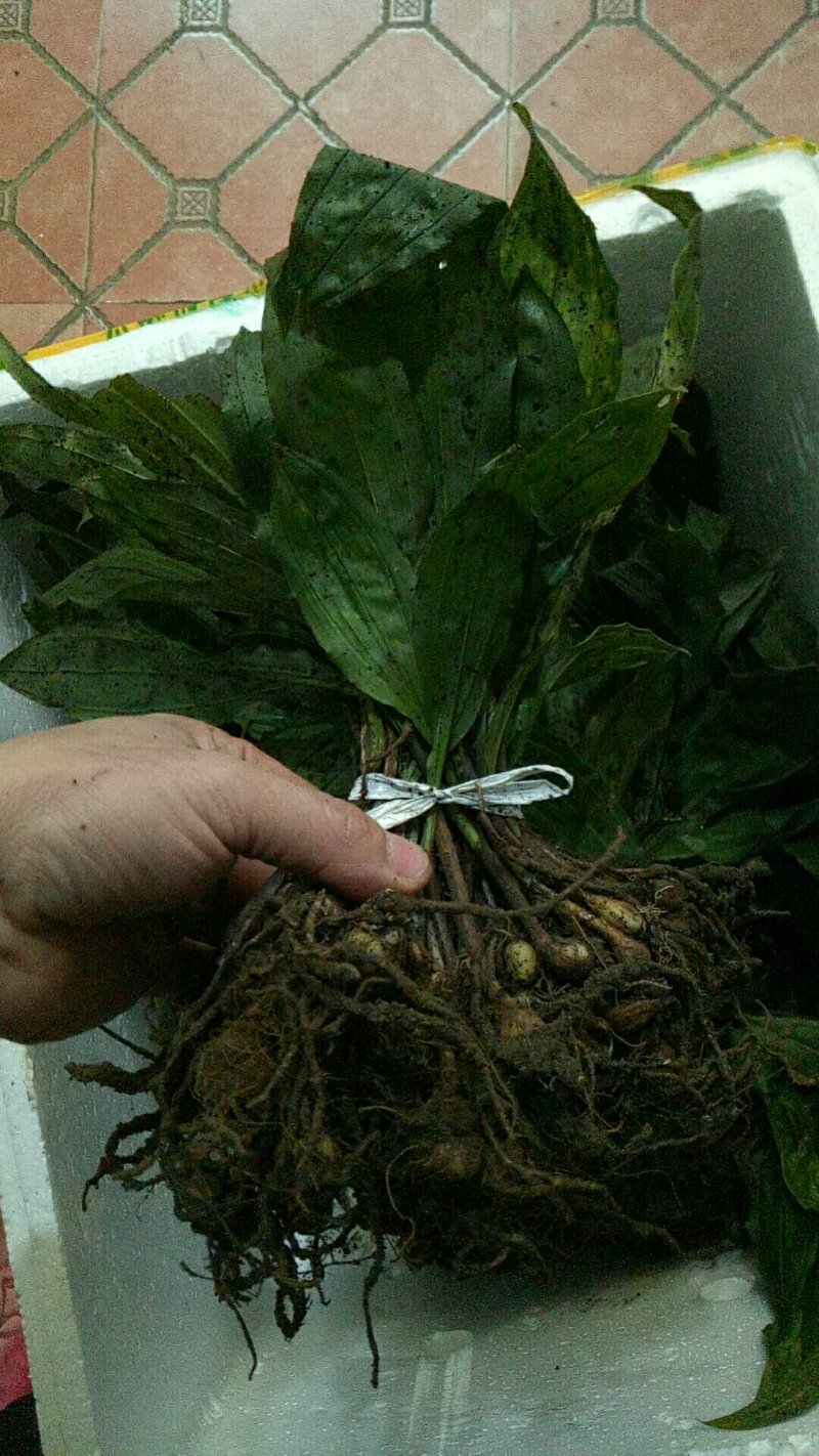 毛慈菇苗，大量现货供应，需种植的朋友联系