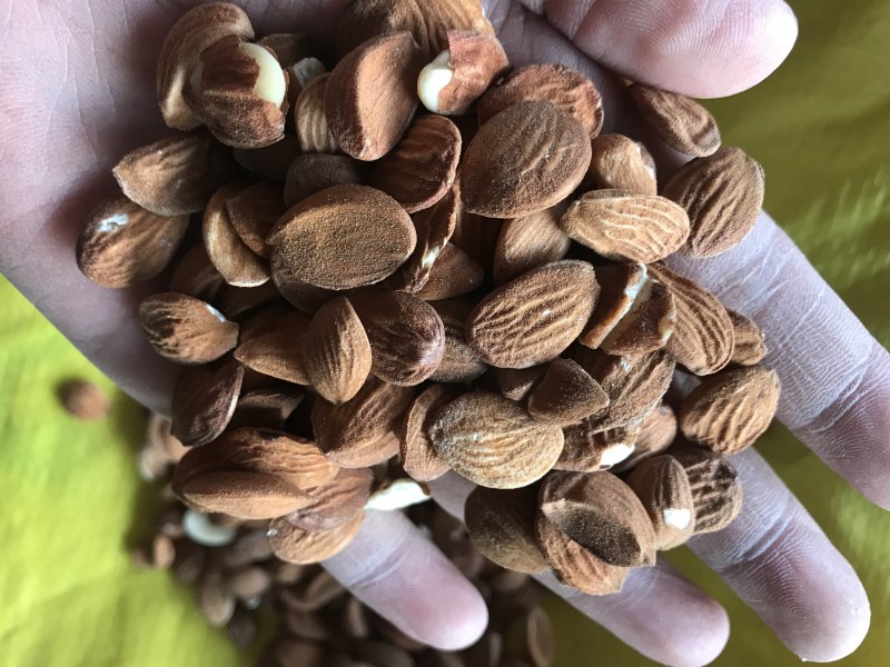 桃仁，扁桃仁，新货，现货