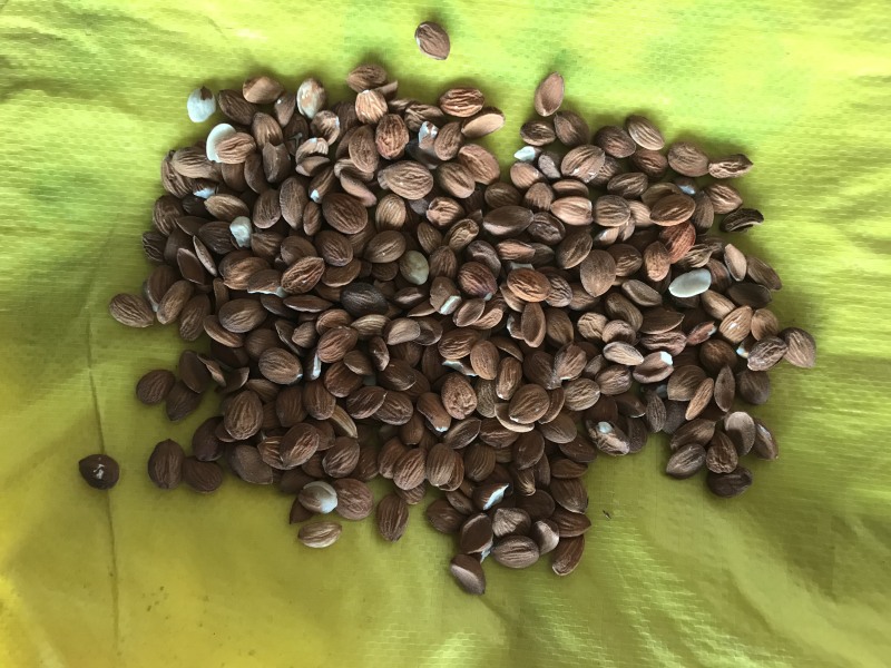 桃仁，扁桃仁，新货，现货