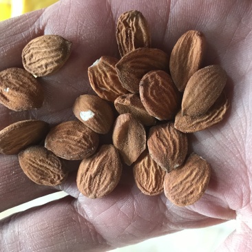 桃仁，扁桃仁，新货，现货