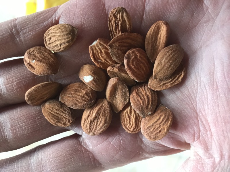桃仁，扁桃仁，新货，现货