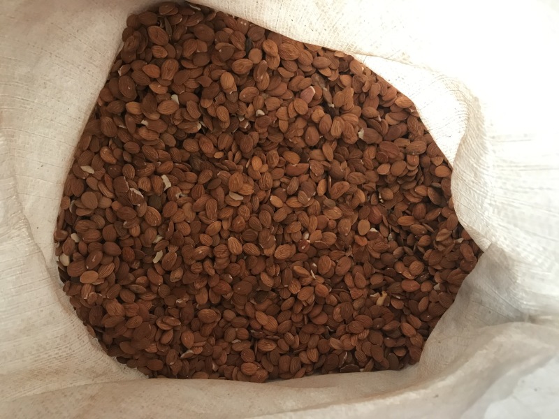 桃仁，扁桃仁，新货，现货