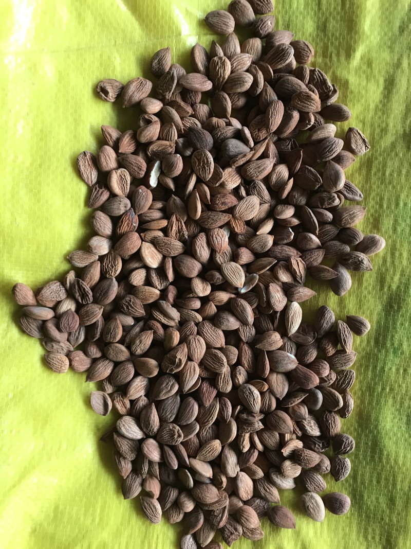 桃仁，扁桃仁，新货，现货