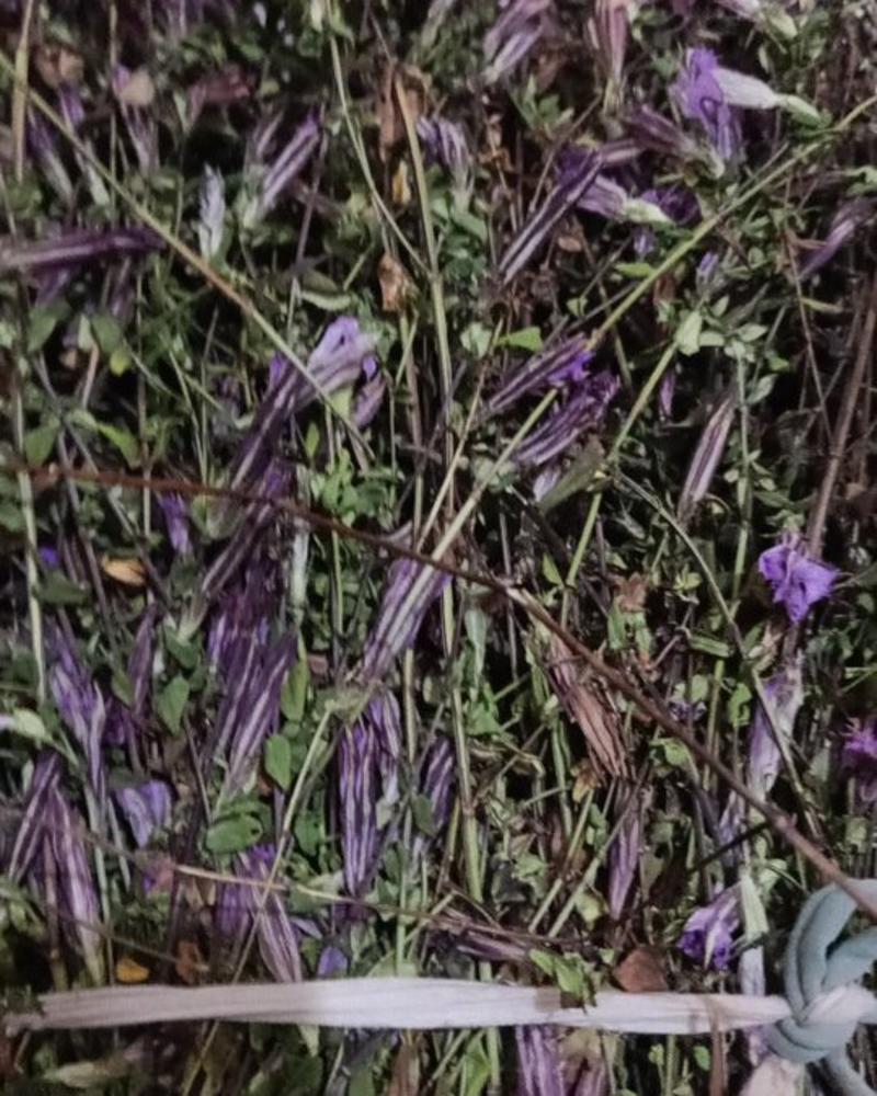 贵州野生红花龙胆草带花和不带花都有货