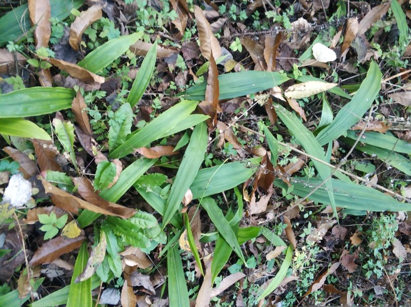 贵州毛慈菇苗冰球子苗