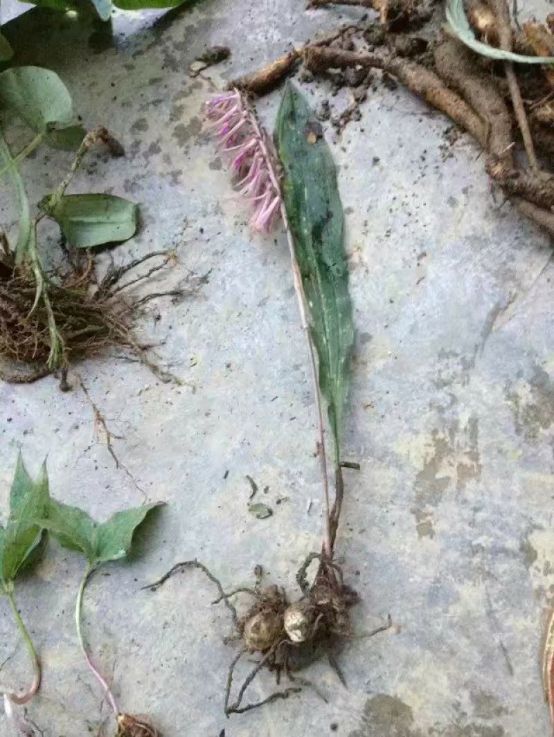 贵州毛慈菇苗冰球子苗