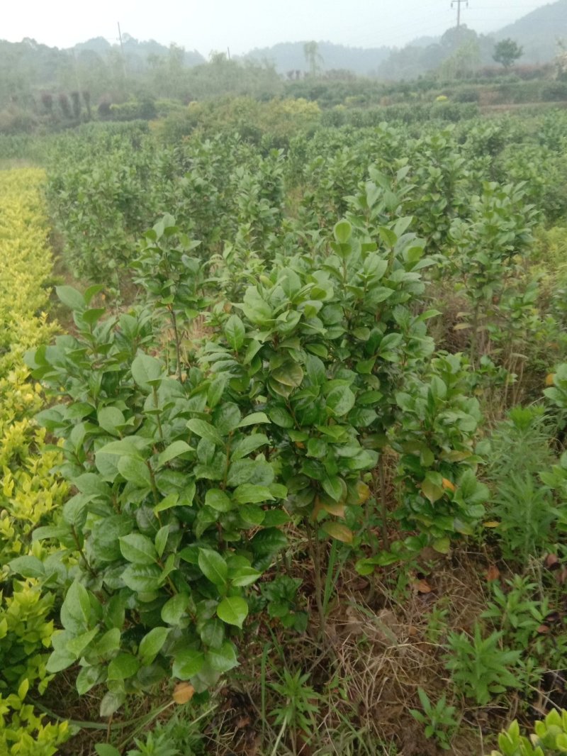 茶花树，九江诚信苗木欢迎全国各地老板来电咨询。