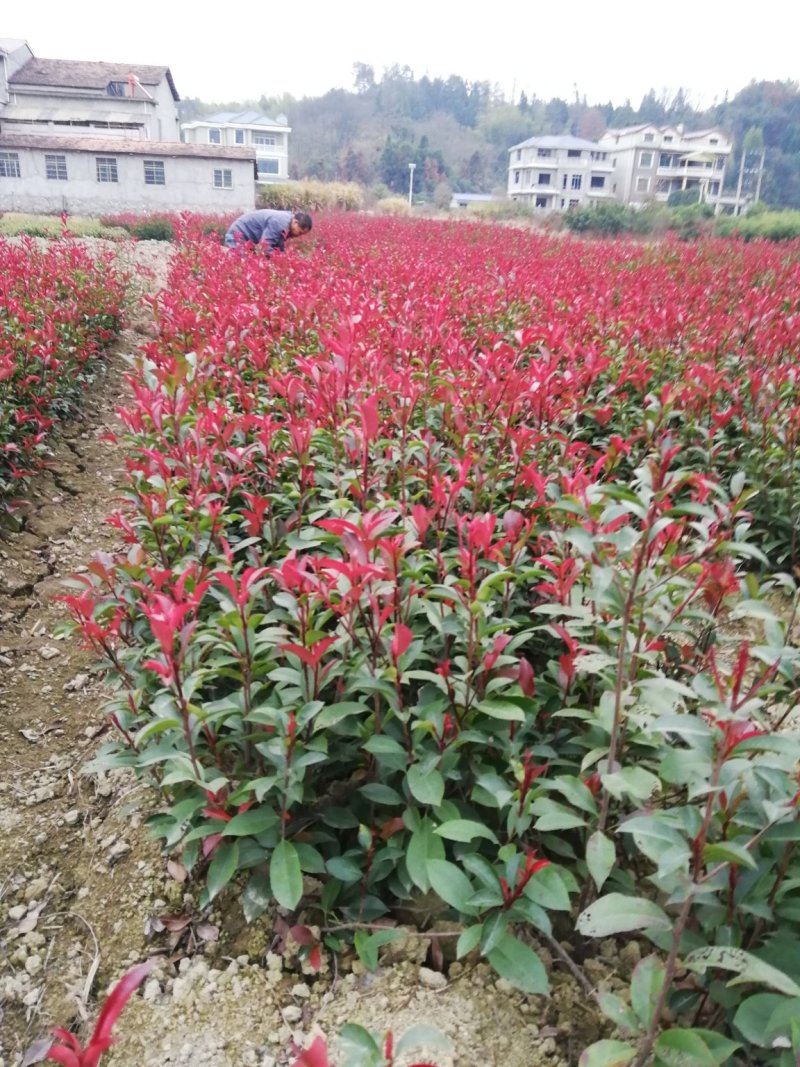 红叶石楠苗，品质好，价格低，成活率高。量大价格优惠。