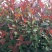 红叶石楠苗，品质好，价格低，成活率高。量大价格优惠。